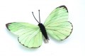 Veren vlinder groen 207735